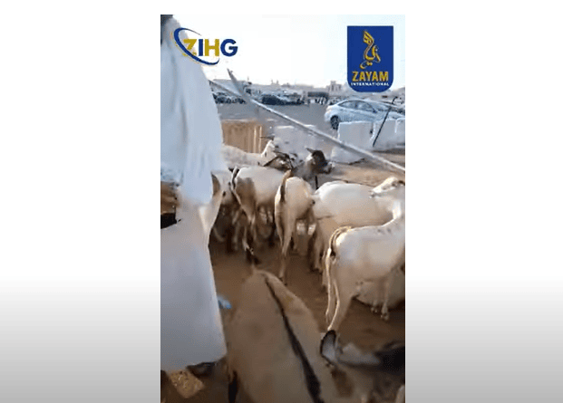 Qurbani Hajj 2024 